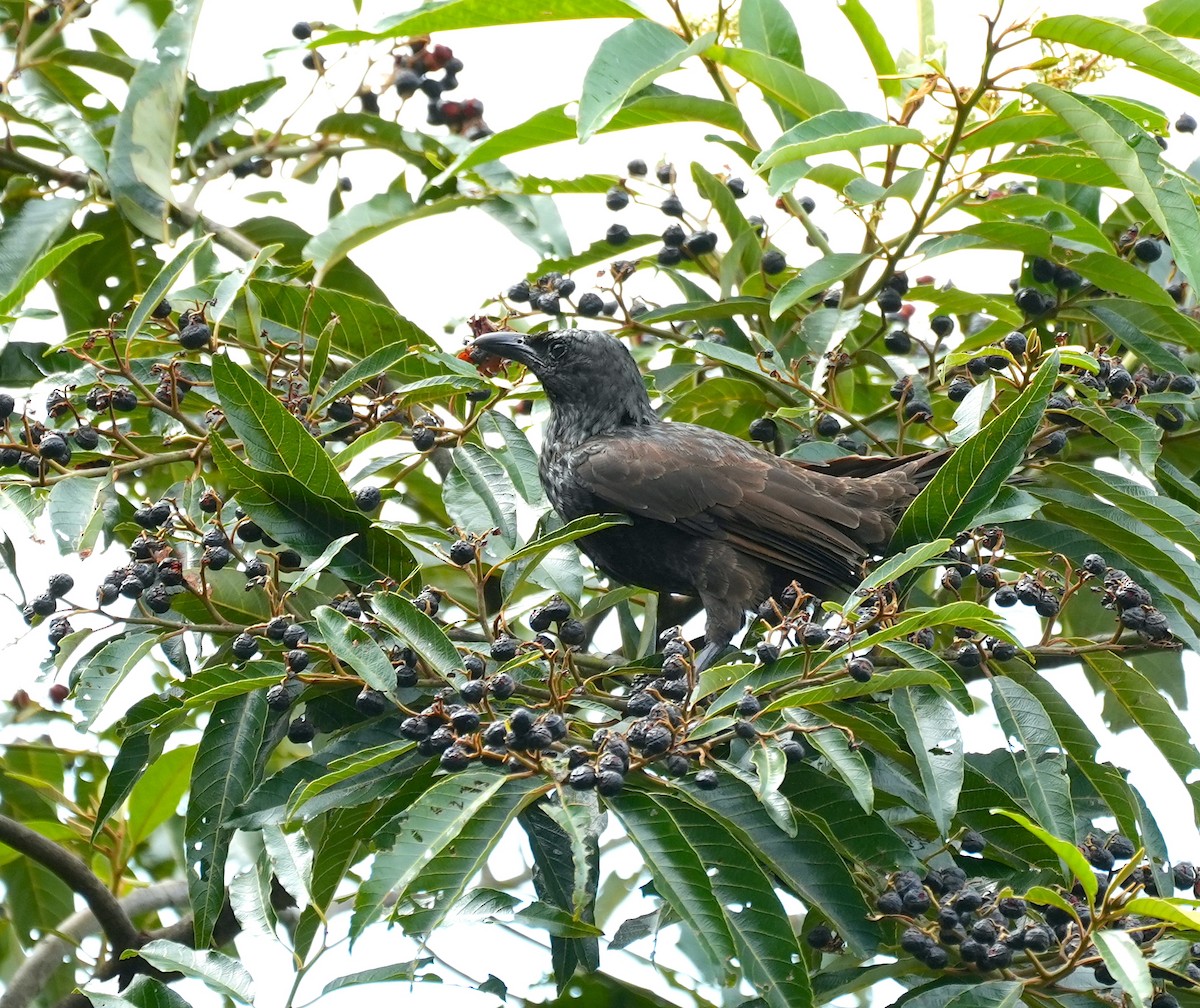 Шпак-малюк самоанський - ML644933591