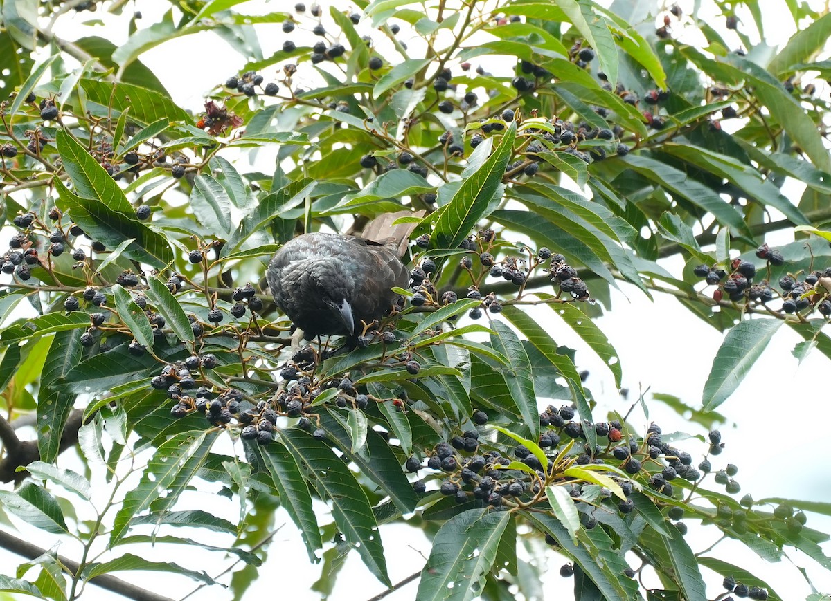 Шпак-малюк самоанський - ML644933592