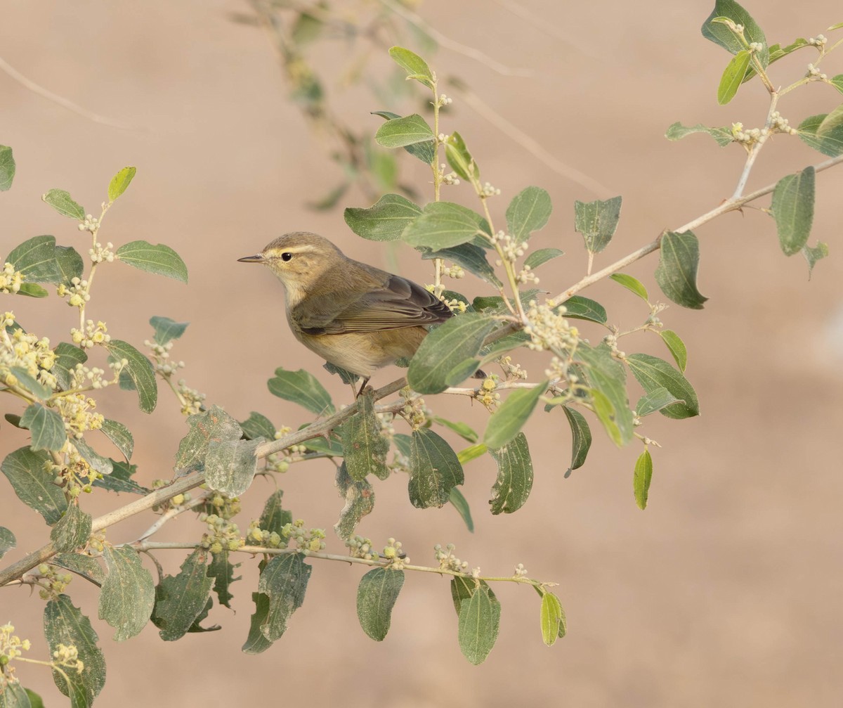 Common Chiffchaff - ML644933594