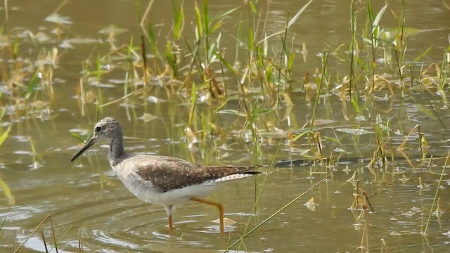 Küçük Sarıbacak - ML644933603