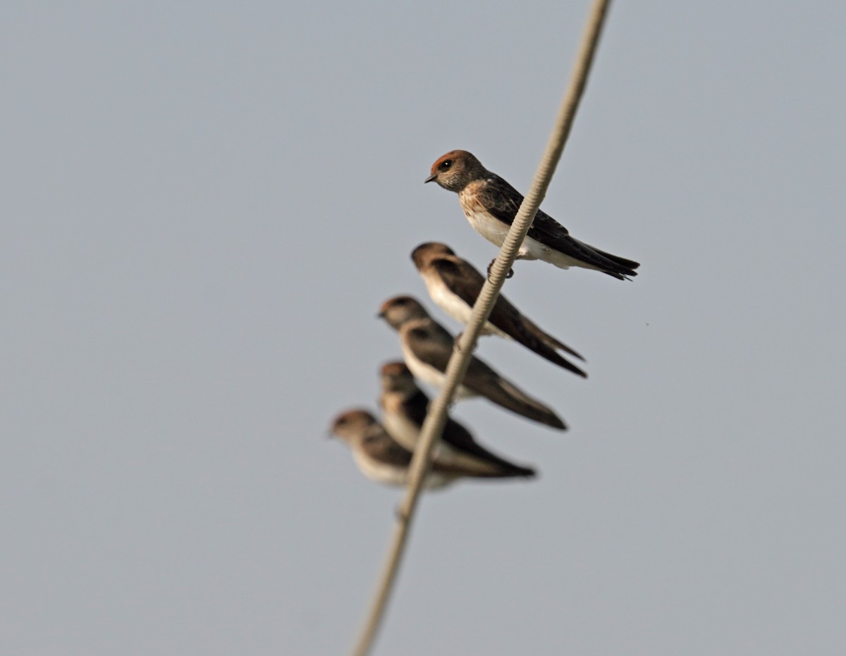 Streak-throated Swallow - ML644933609