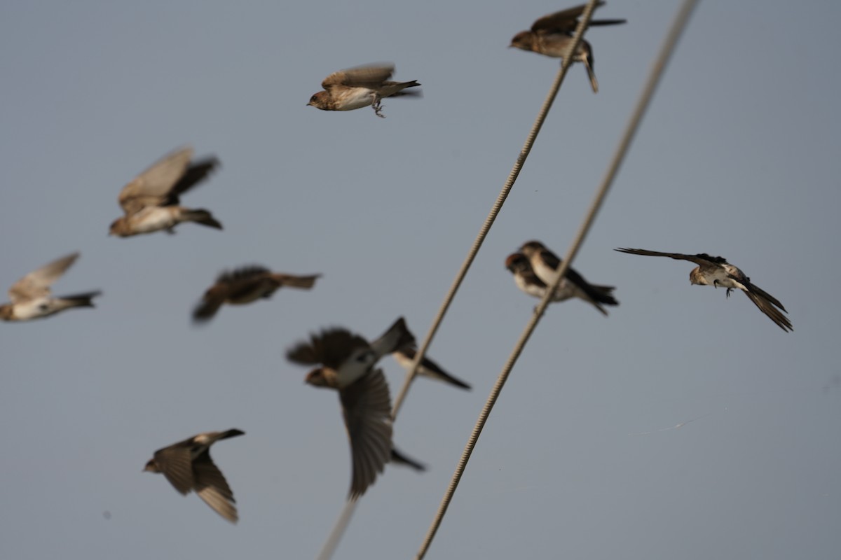 Streak-throated Swallow - ML644933618