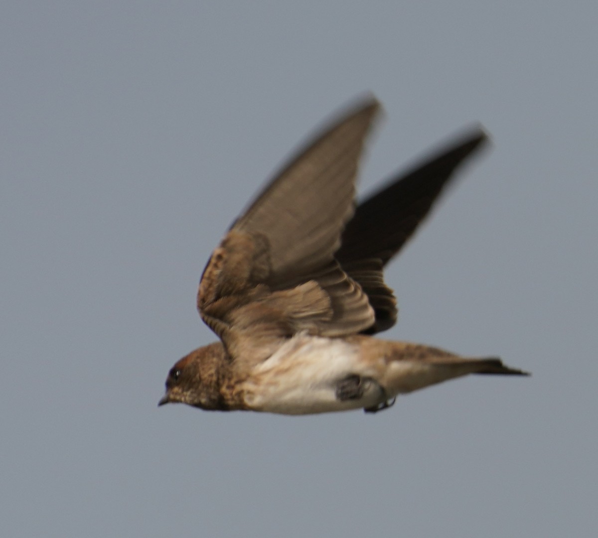 Streak-throated Swallow - ML644933620