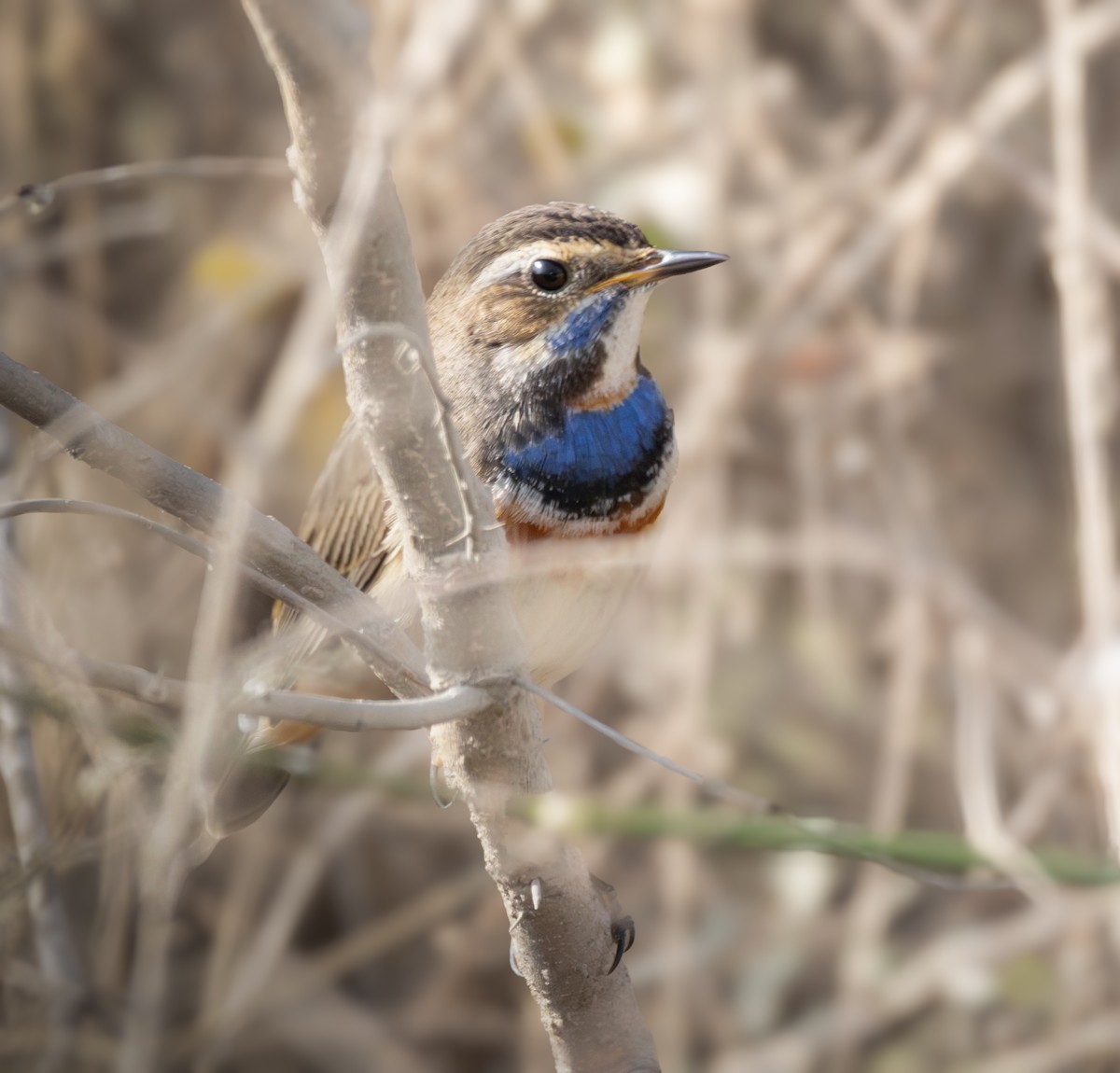 Bluethroat - ML644933634