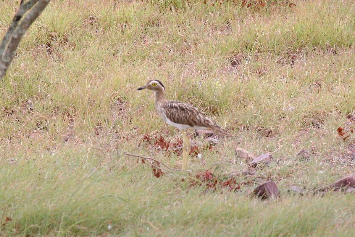 Kaşlı Kocagöz - ML644933647