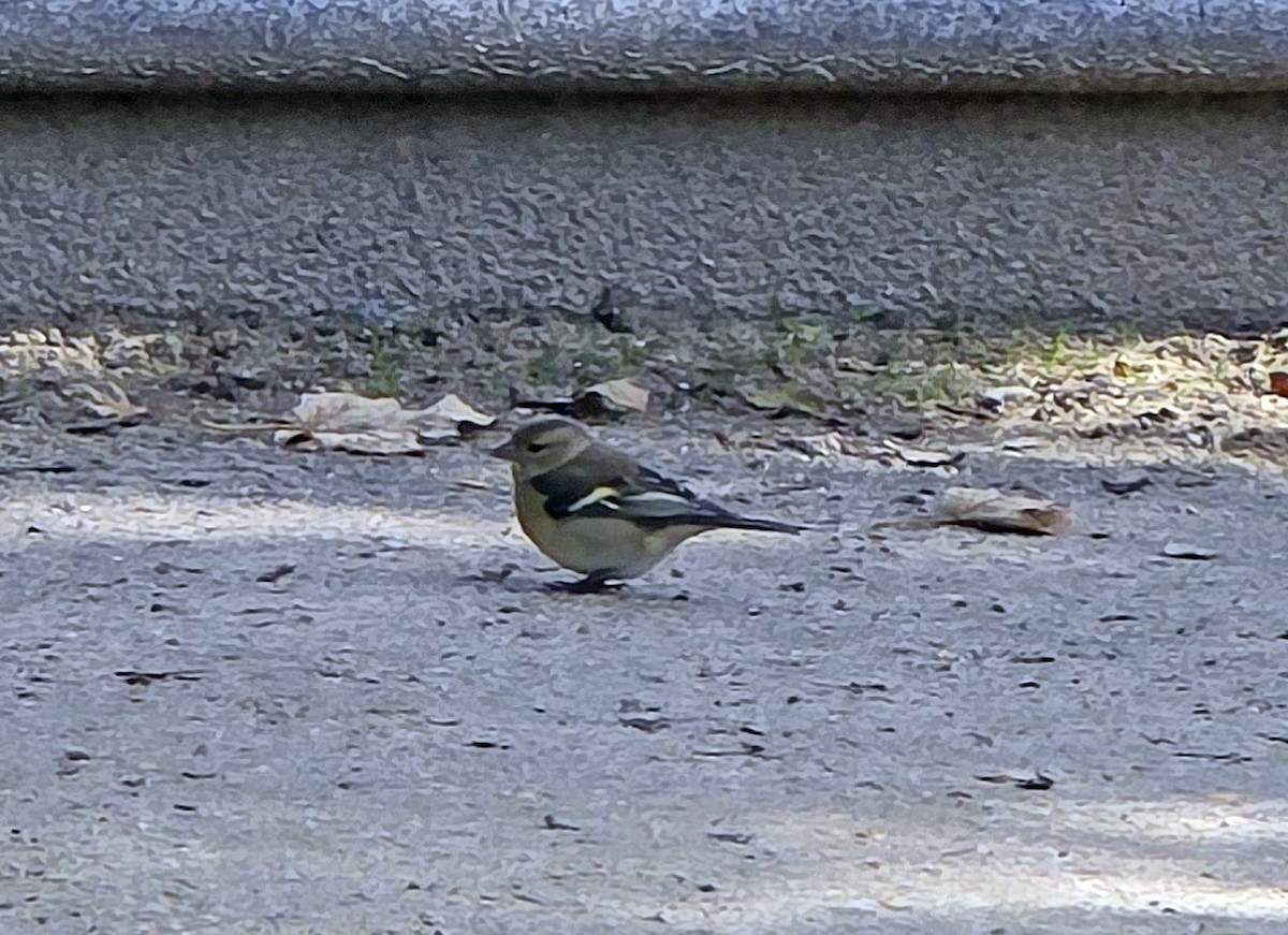 Common Chaffinch - ML644933648