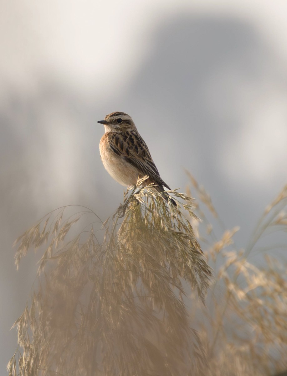 Whinchat - ML644933649