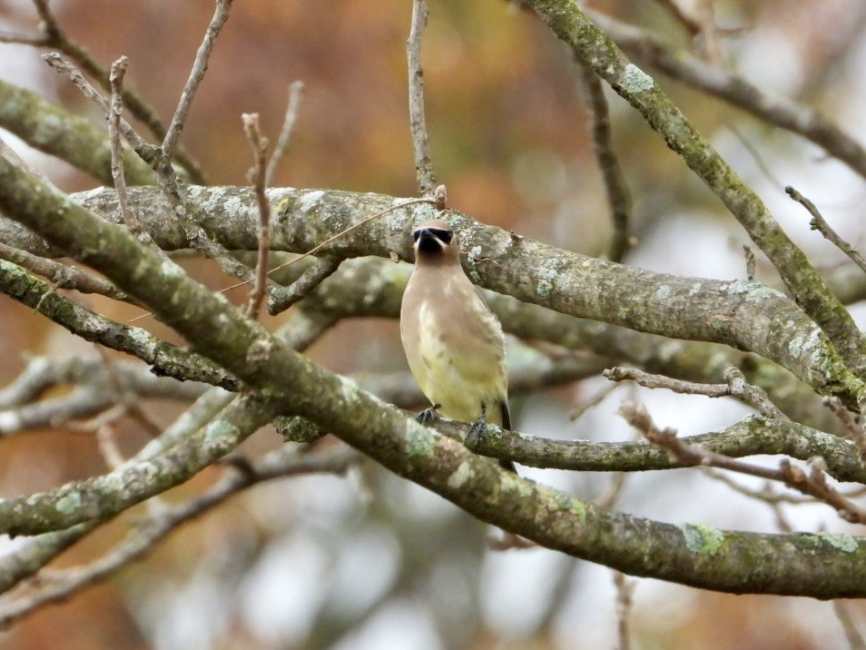 Cedar Waxwing - ML644933654