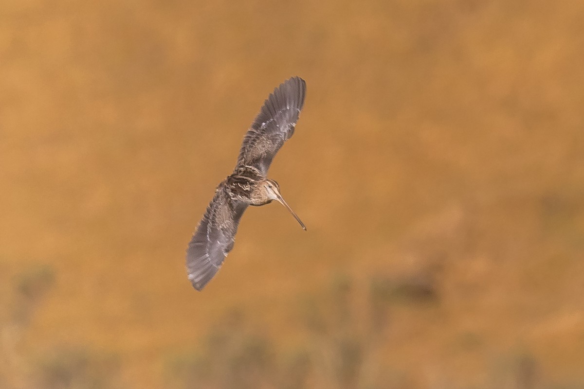 Noble Snipe - ML644933668