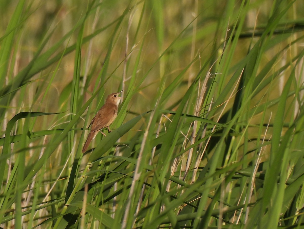 Savi's Warbler - ML644933680