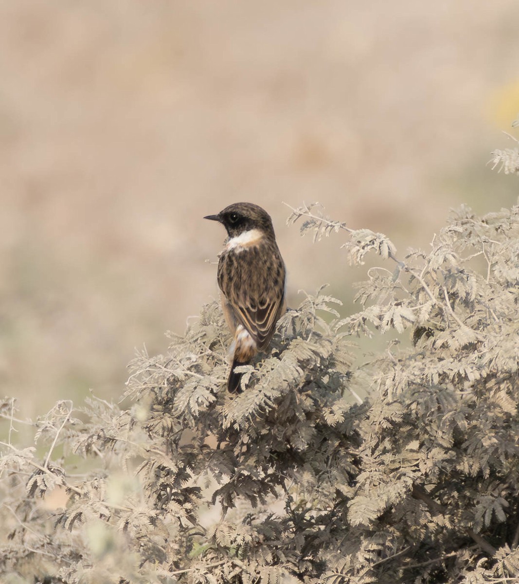 Siberian Stonechat - ML644933688