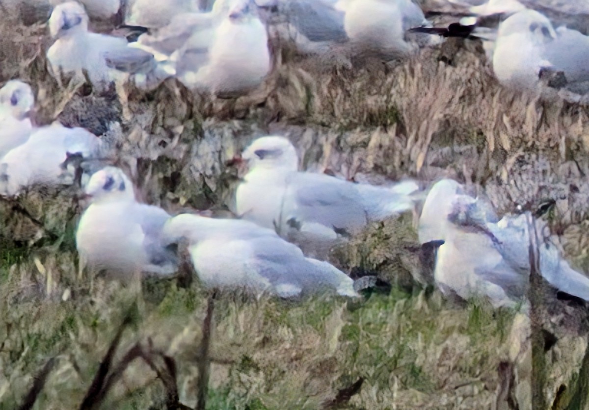 Mediterranean Gull - ML644933711
