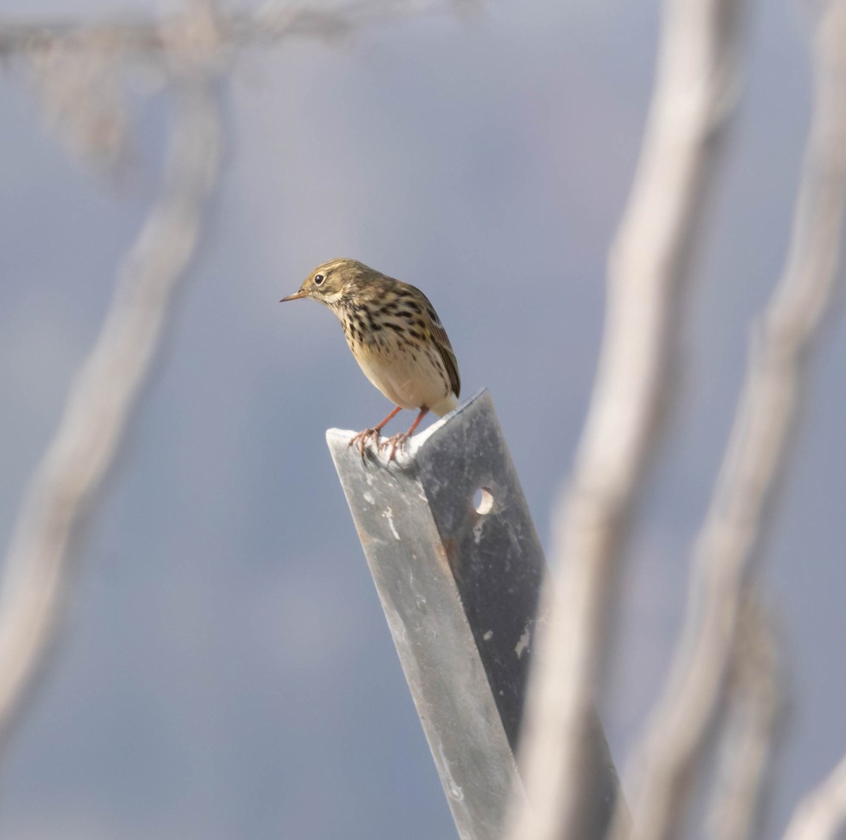 Meadow Pipit - ML644933728