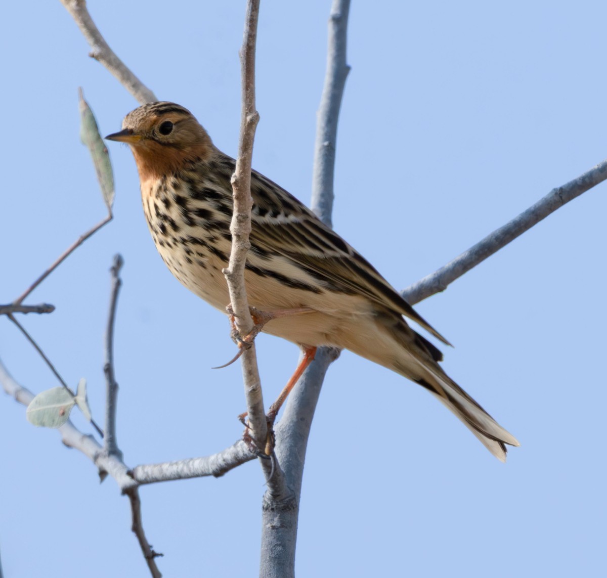 Red-throated Pipit - ML644933745