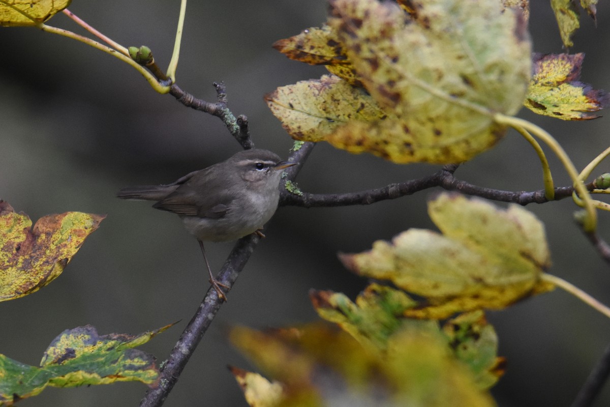 עלווית כהה - ML644933771