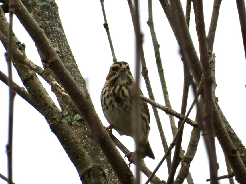 Savannah Sparrow - ML644933775