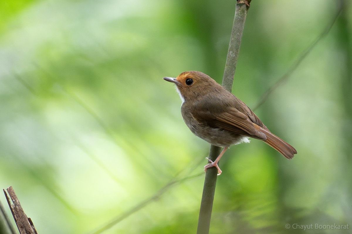 Rufous-browed Flycatcher - ML644933776