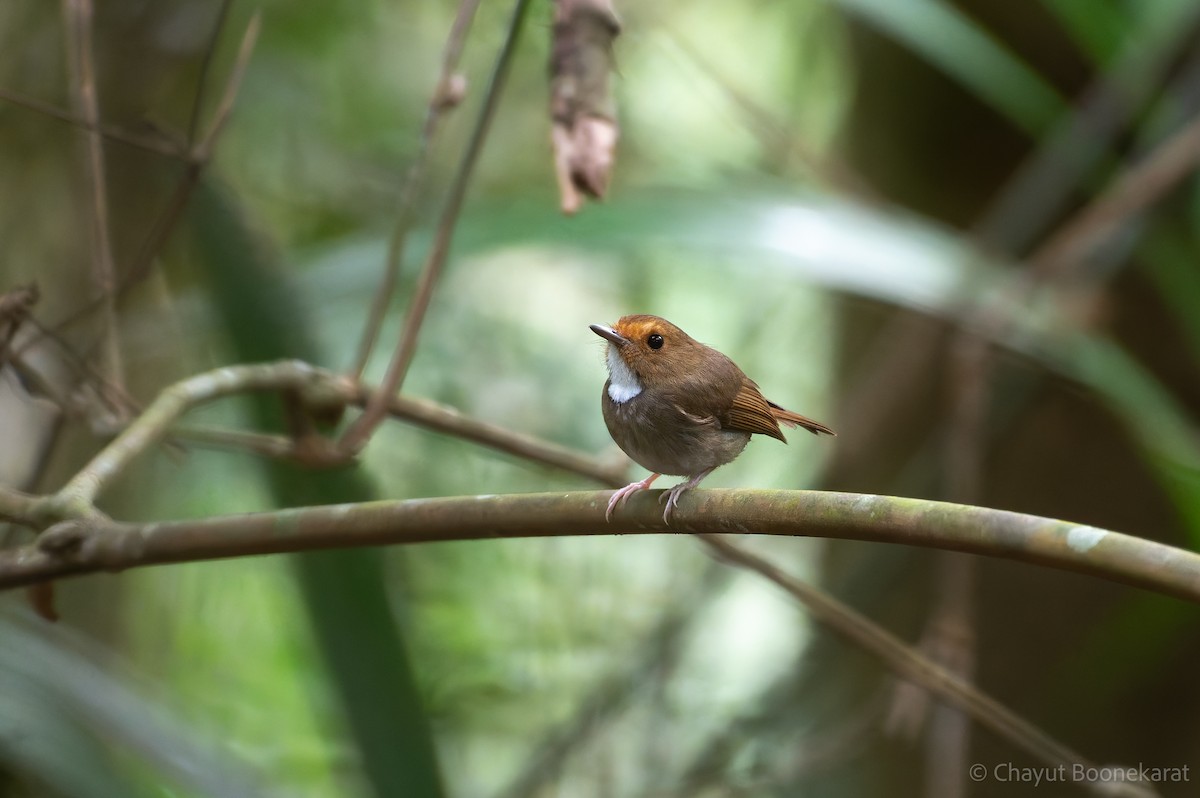 Rufous-browed Flycatcher - ML644933777