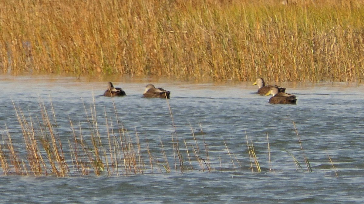 American Black Duck - ML644933784