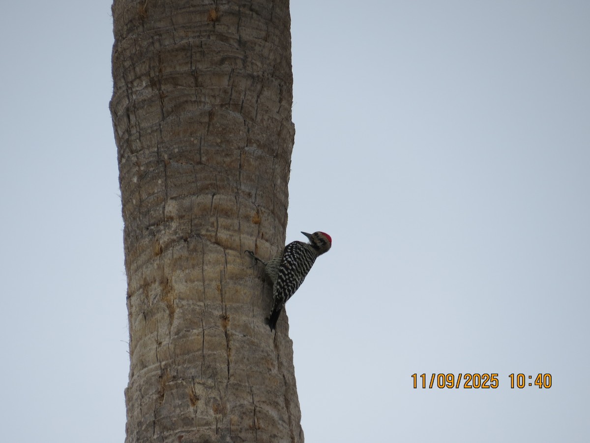 Ladder-backed Woodpecker - ML644933804