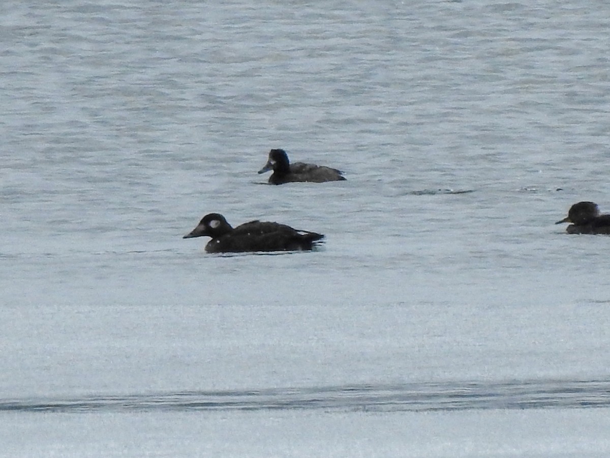 White-winged Scoter - ML644933818