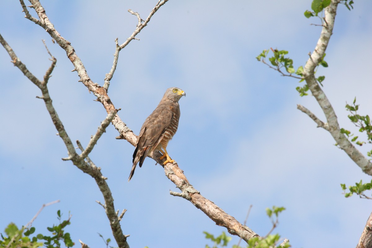 káně krahujová - ML644933824