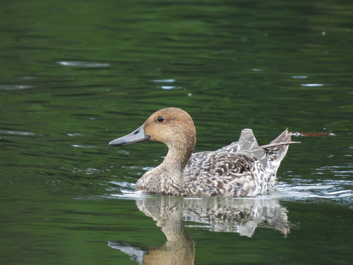 Spießente - ML644933827