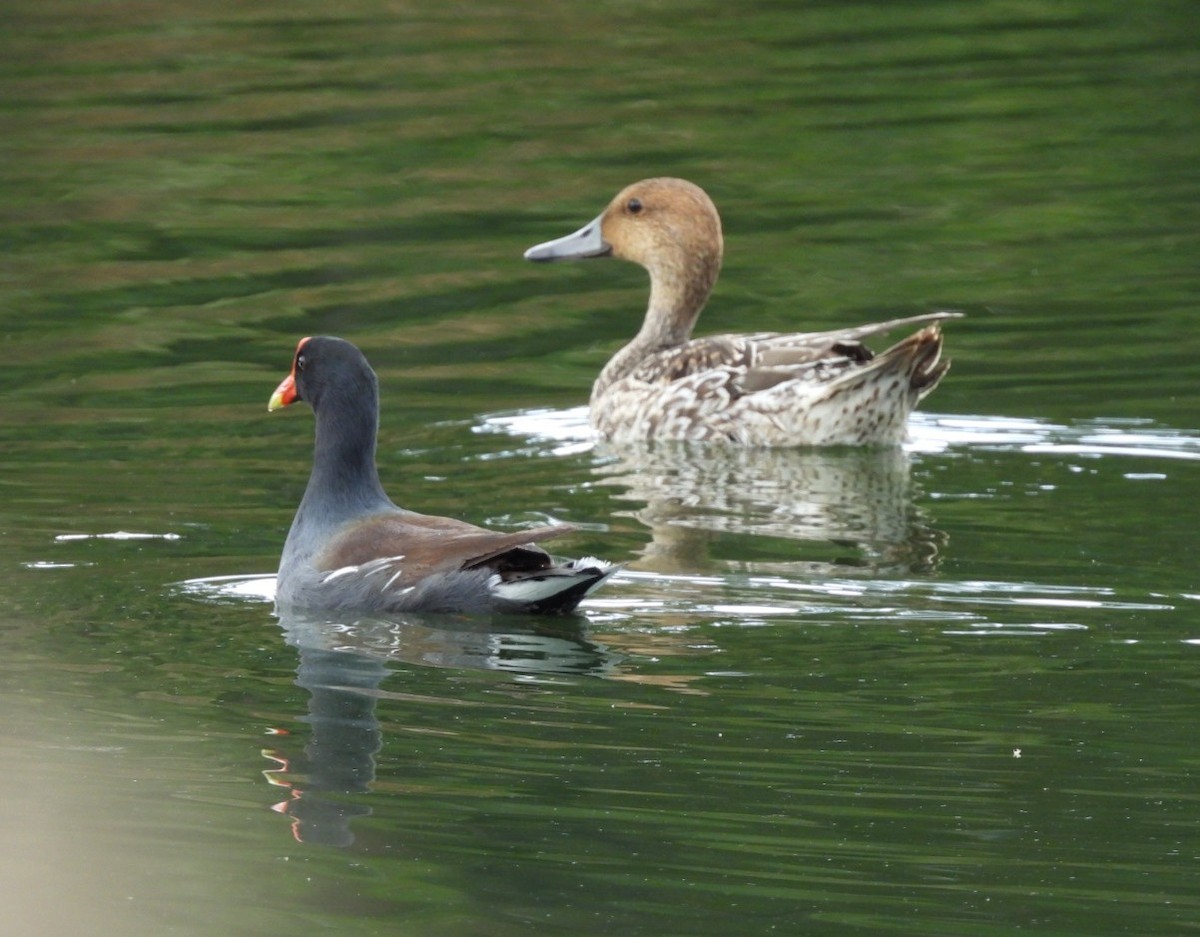 Spießente - ML644933828