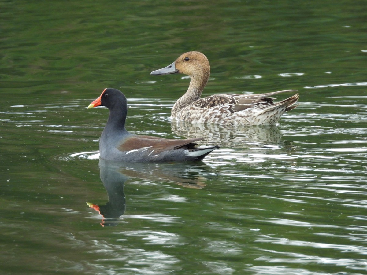 Spießente - ML644933829