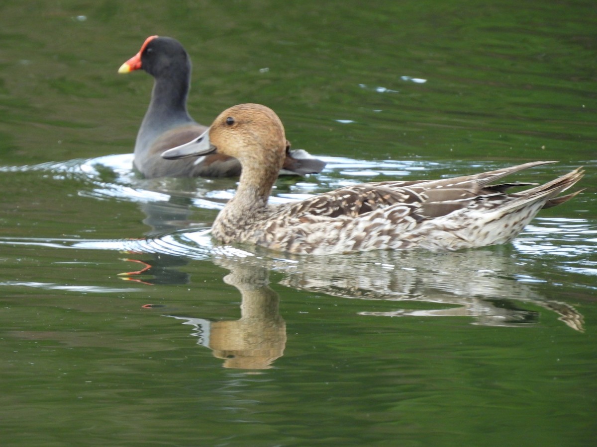 Spießente - ML644933830