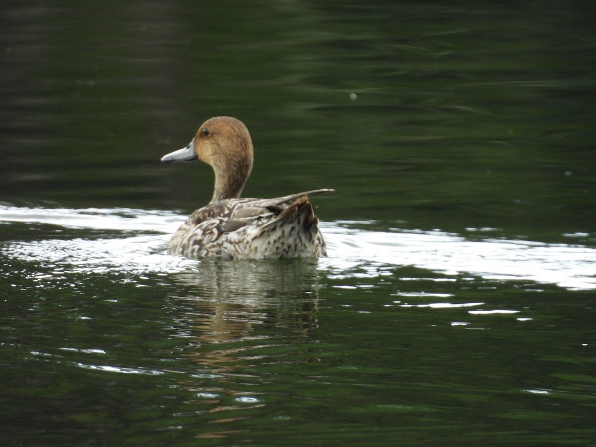 Spießente - ML644933831