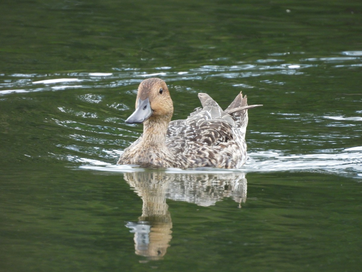 Spießente - ML644933832