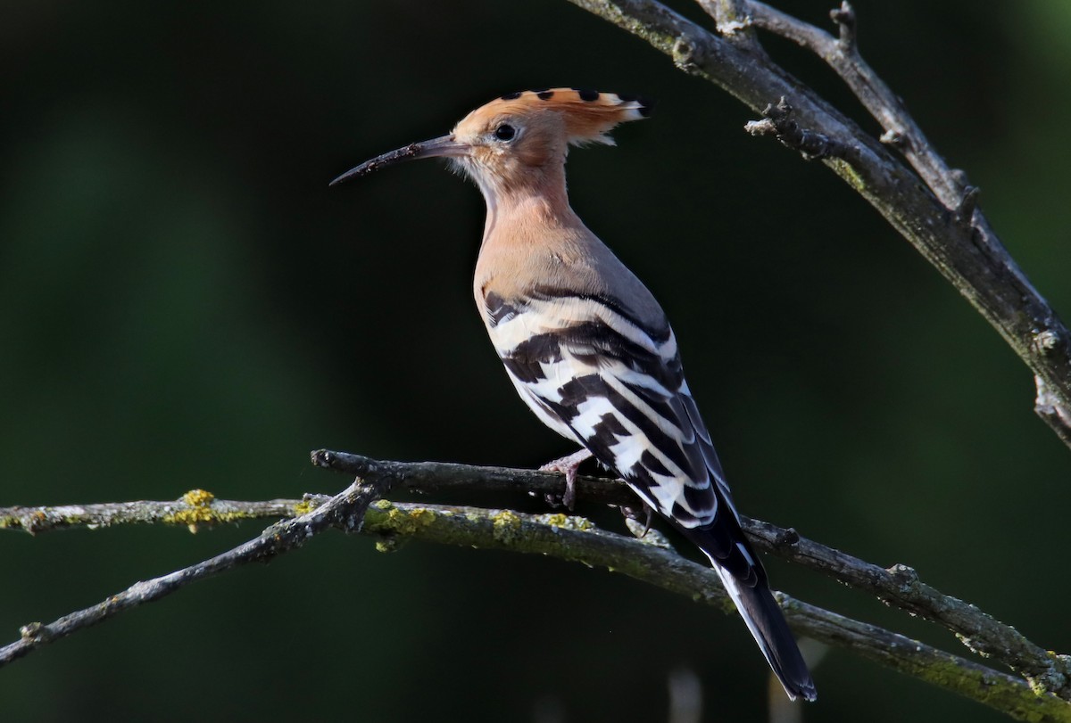 dudek chocholatý - ML644933837