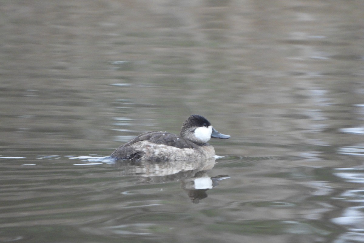 Ruddy Duck - ML644933845