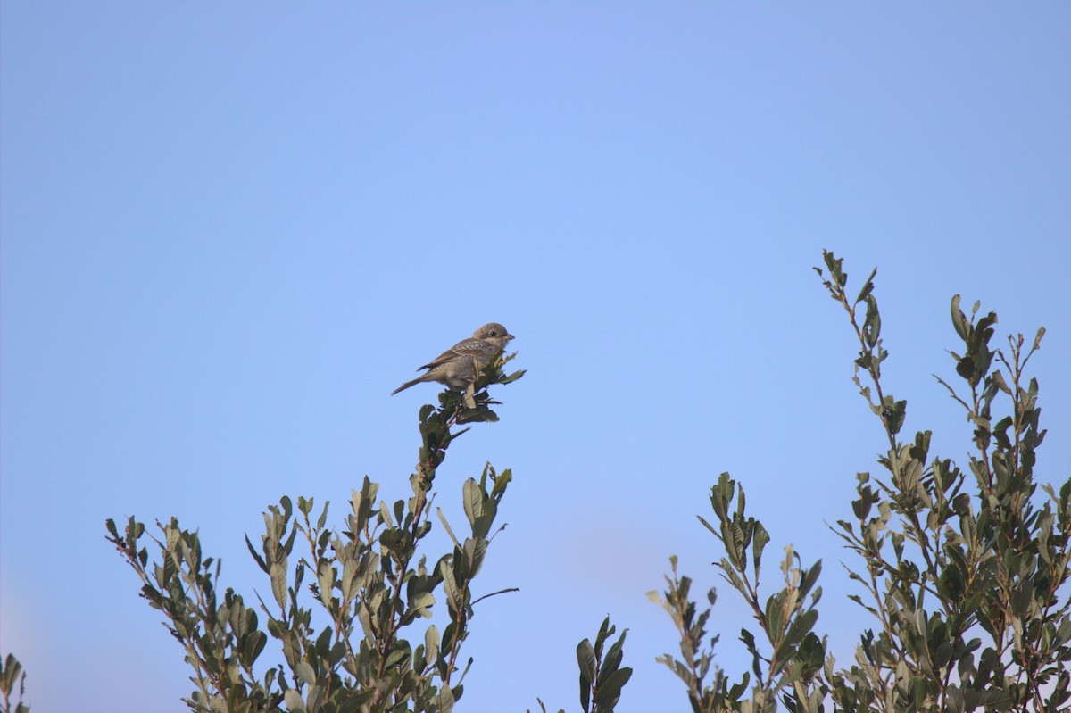Woodchat Shrike - ML644933848
