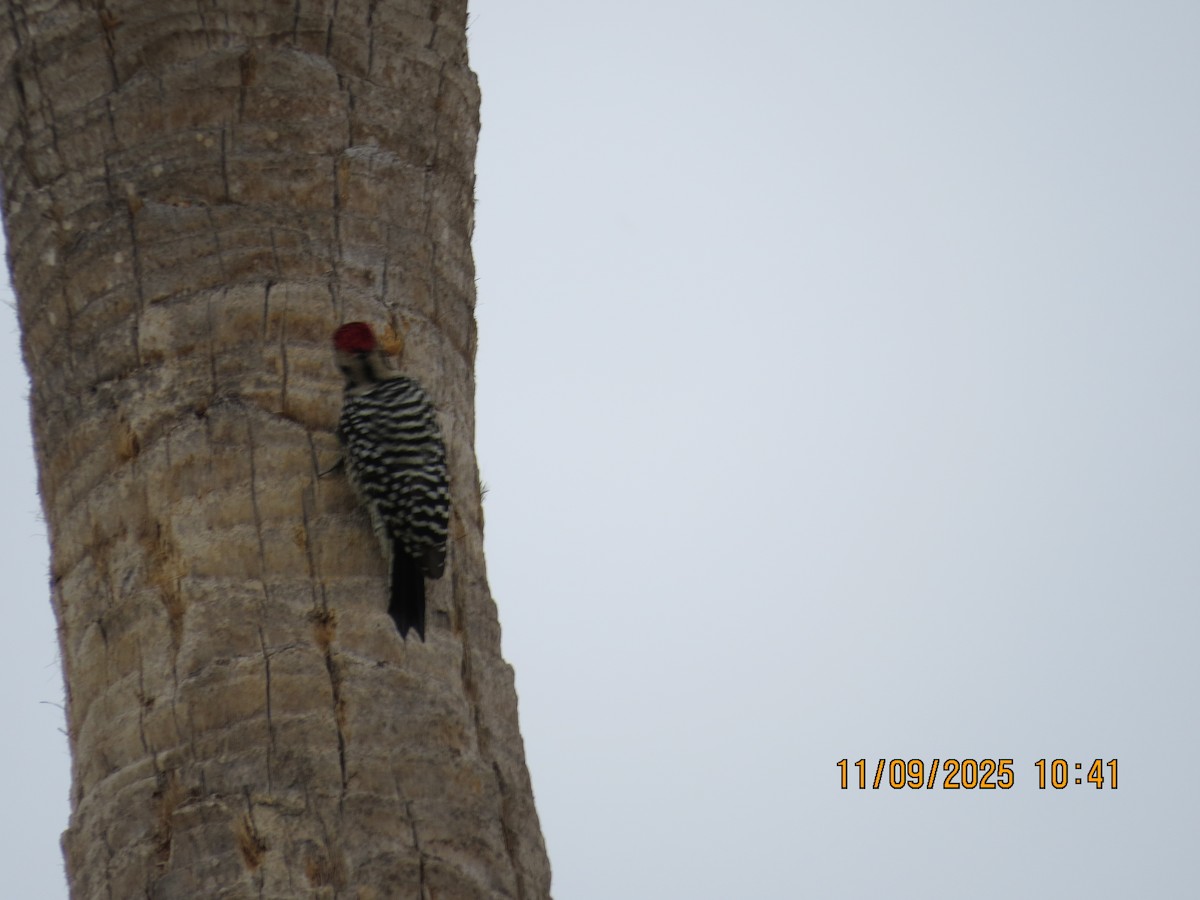 Ladder-backed Woodpecker - ML644933849