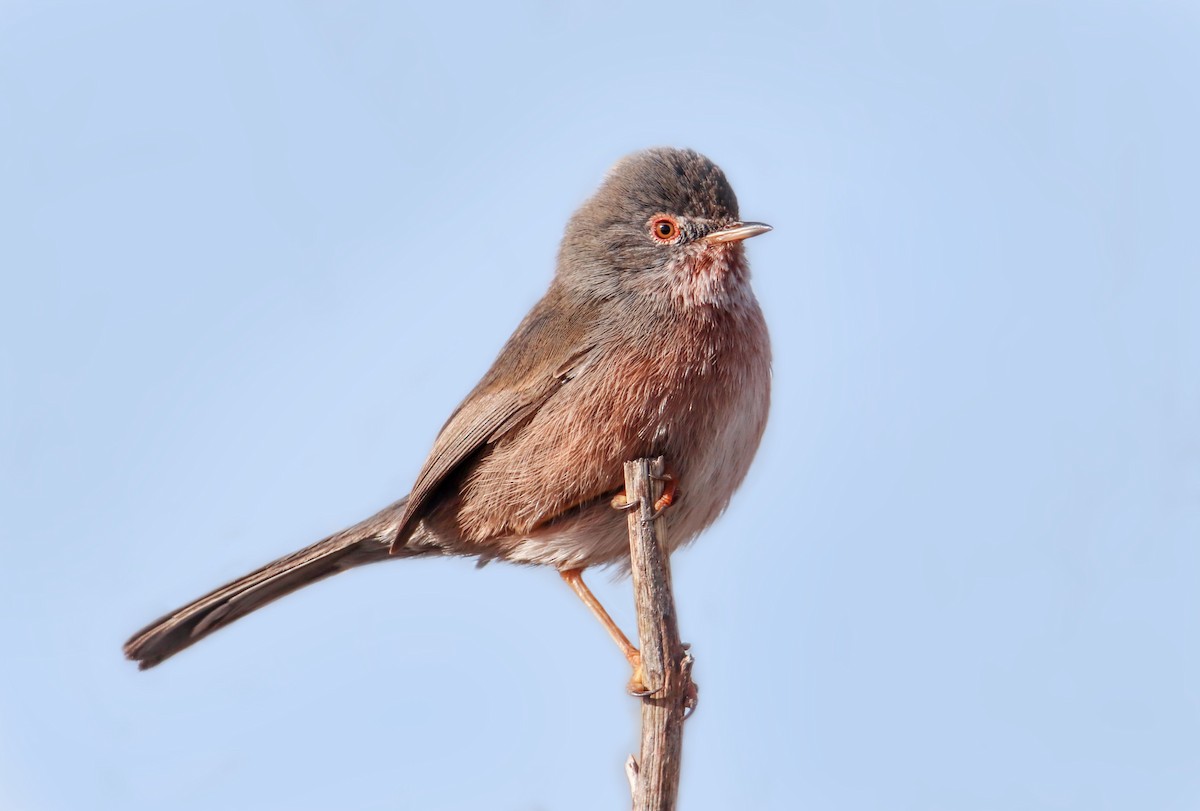 Etze-txinboa - ML644933856