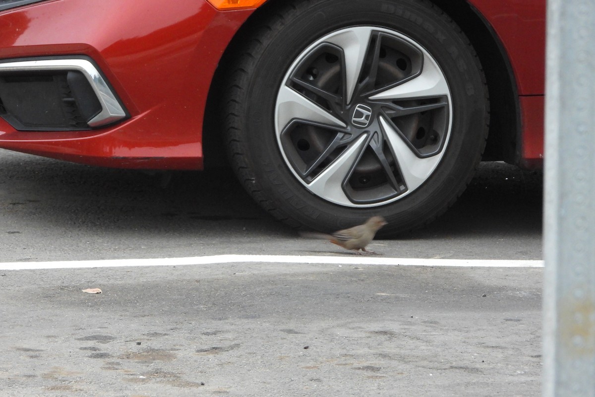 California Towhee - ML644933864