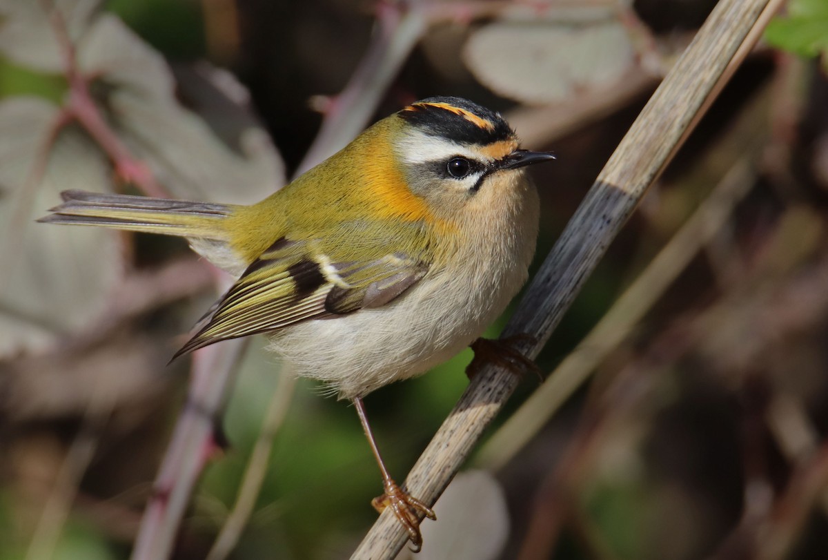 králíček ohnivý - ML644933877