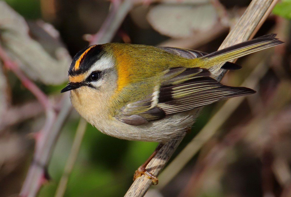 králíček ohnivý - ML644933878