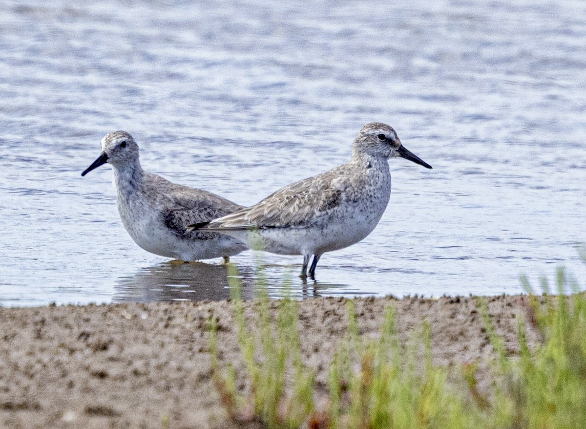 jespák rezavý - ML644933880