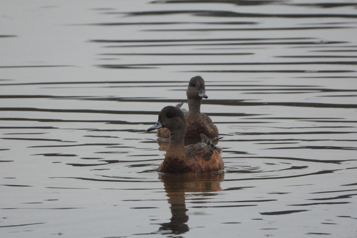American Wigeon - ML644933881