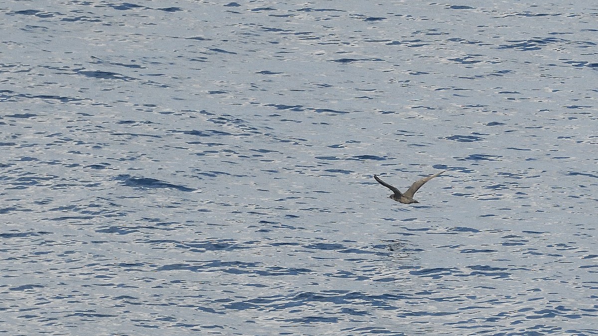 Pardela sp. - ML644933884