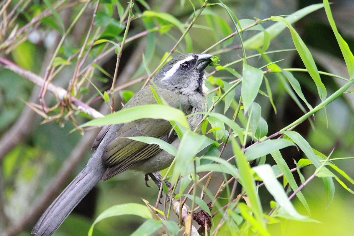 ハシブトイカル - ML644933887