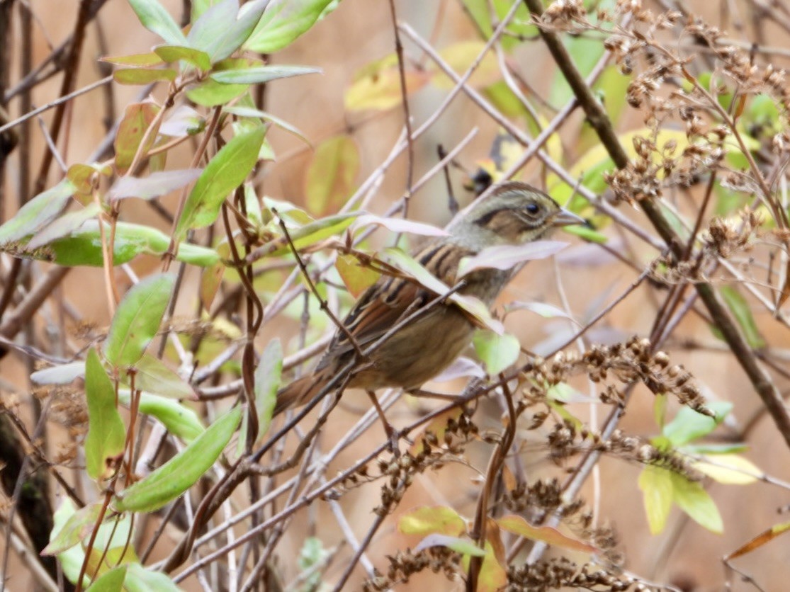 Swamp Sparrow - ML644933888
