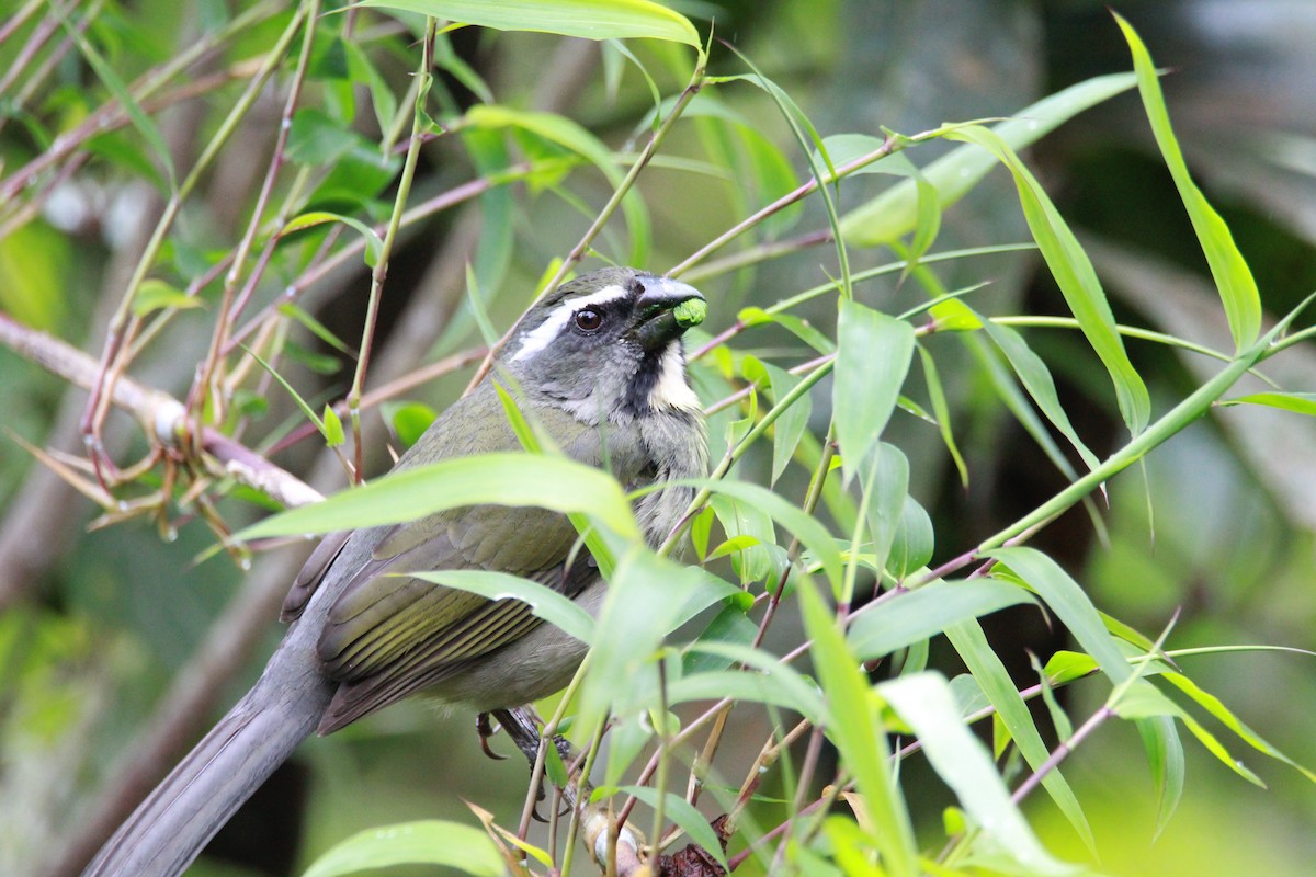 ハシブトイカル - ML644933889