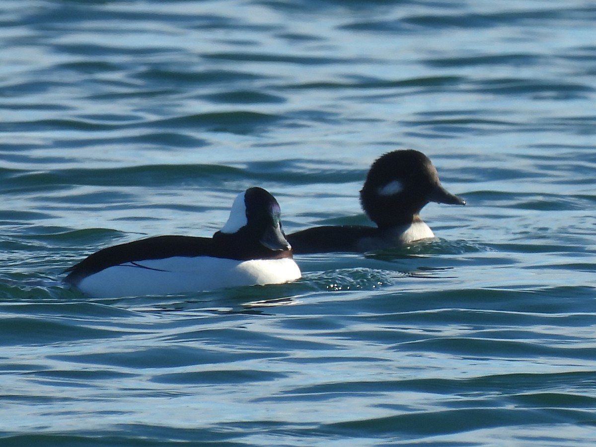 Bufflehead - ML644933899