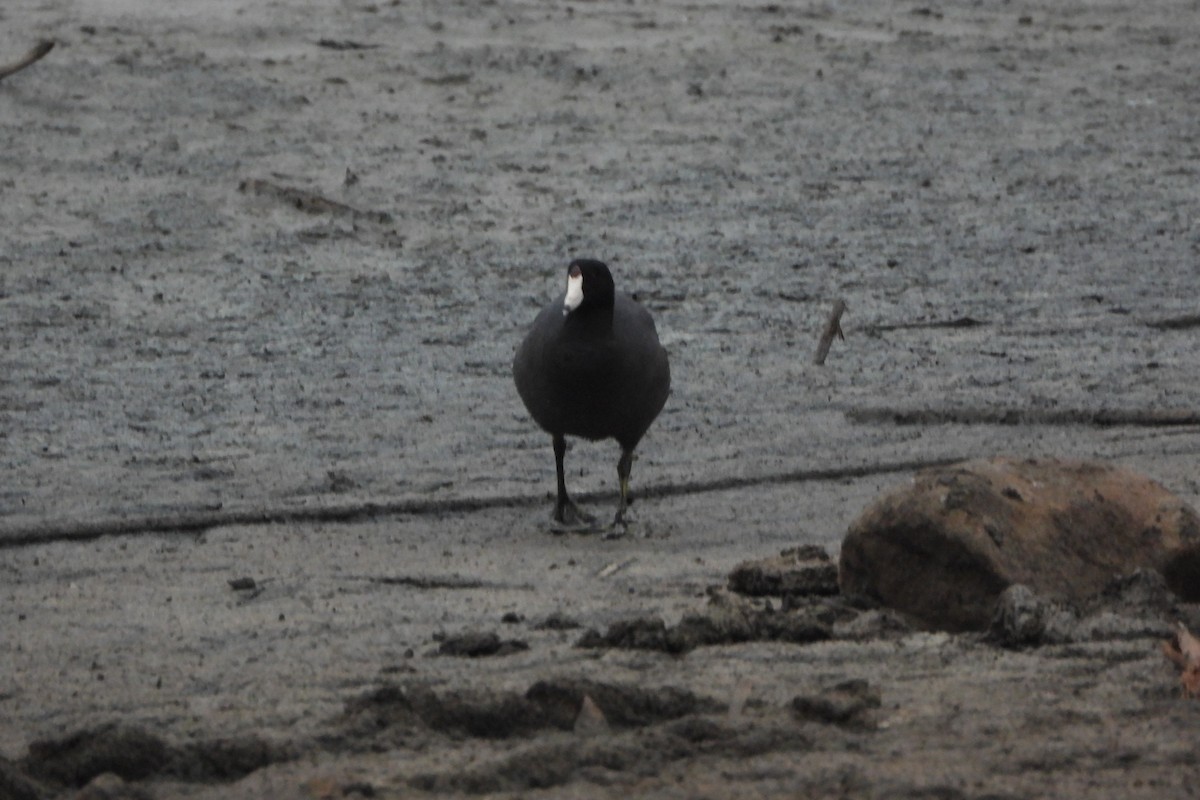 American Coot - ML644933900