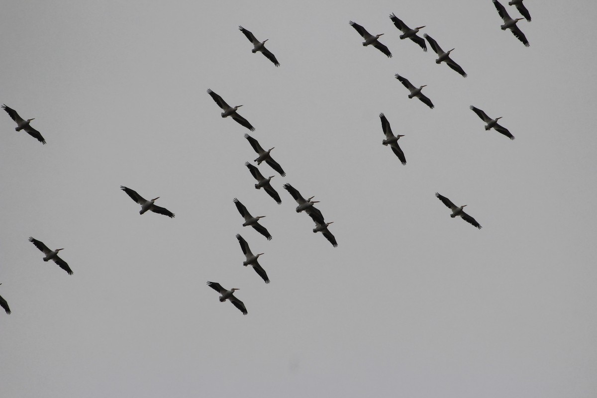 American White Pelican - ML644933901