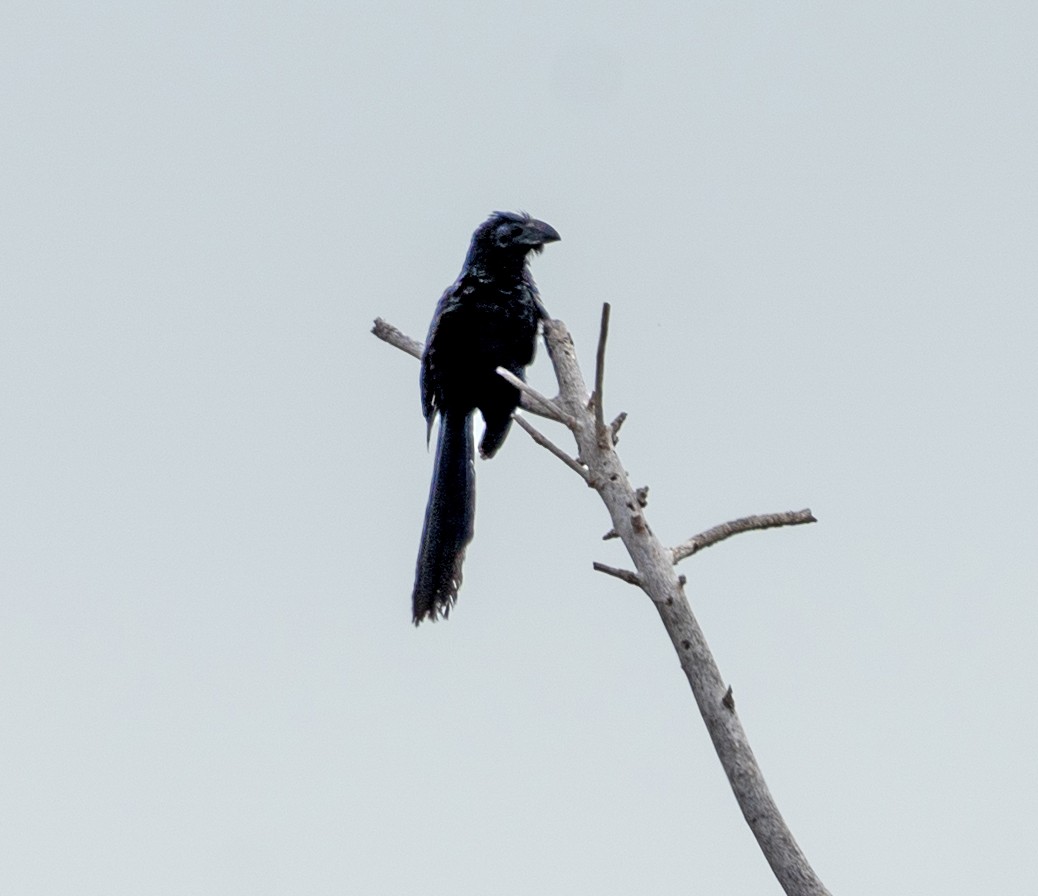 Groove-billed Ani - ML644933910